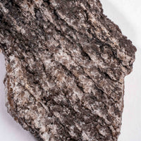 Fossilized Wood with Smoky Quartz