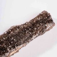 Fossilized Wood with Smoky Quartz
