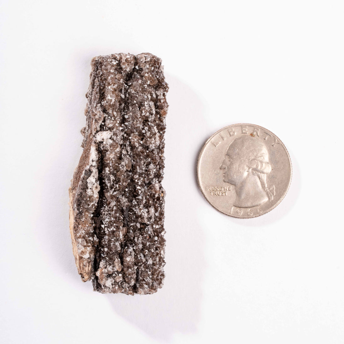 Fossilized Wood with Smoky Quartz