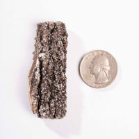 Fossilized Wood with Smoky Quartz