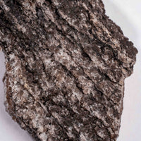 Fossilized Wood with Smoky Quartz