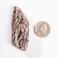 Fossilized Wood with Smoky Quartz