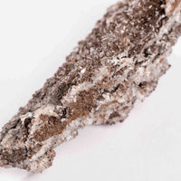 Fossilized Wood with Smoky Quartz