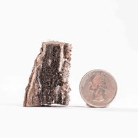 Fossilized Wood with Smoky Quartz