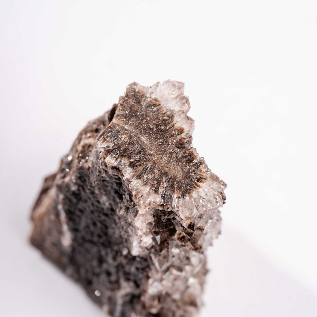 Fossilized Wood with Smoky Quartz