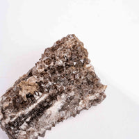 Fossilized Wood with Smoky Quartz