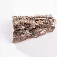 Fossilized Wood with Smoky Quartz