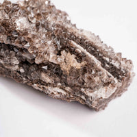 Fossilized Wood with Smoky Quartz