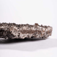 Fossilized Wood with Smoky Quartz