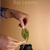 Bay Leaves and Matches
