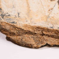 Slaty Shale Record - Earth Love Gallery Collection