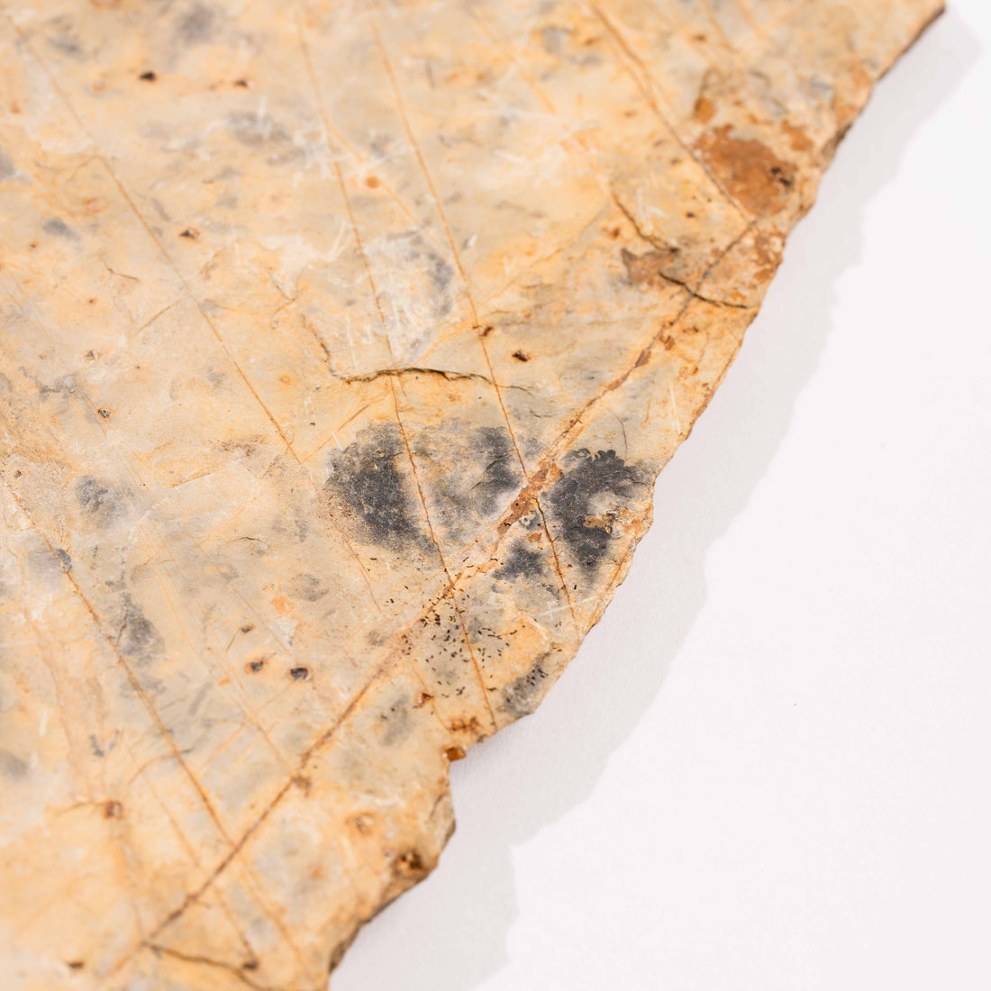 Slaty Shale Record - Earth Love Gallery Collection