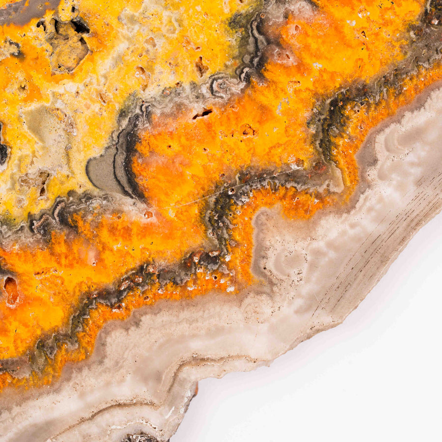 Bumble Bee Jasper - Slab, Large