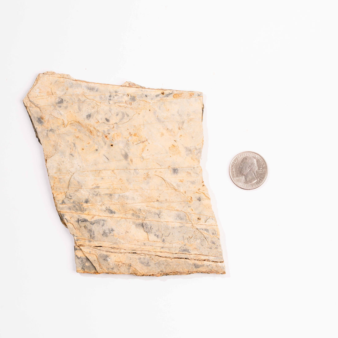 Slaty Shale Record - Earth Love Gallery Collection