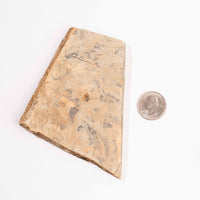 Slaty Shale Record - Earth Love Gallery Collection