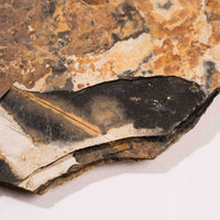 Slaty Shale Record - Earth Love Gallery Collection