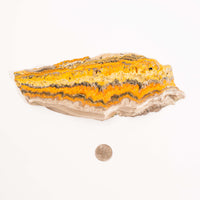 Bumble Bee Jasper - Slab, Large