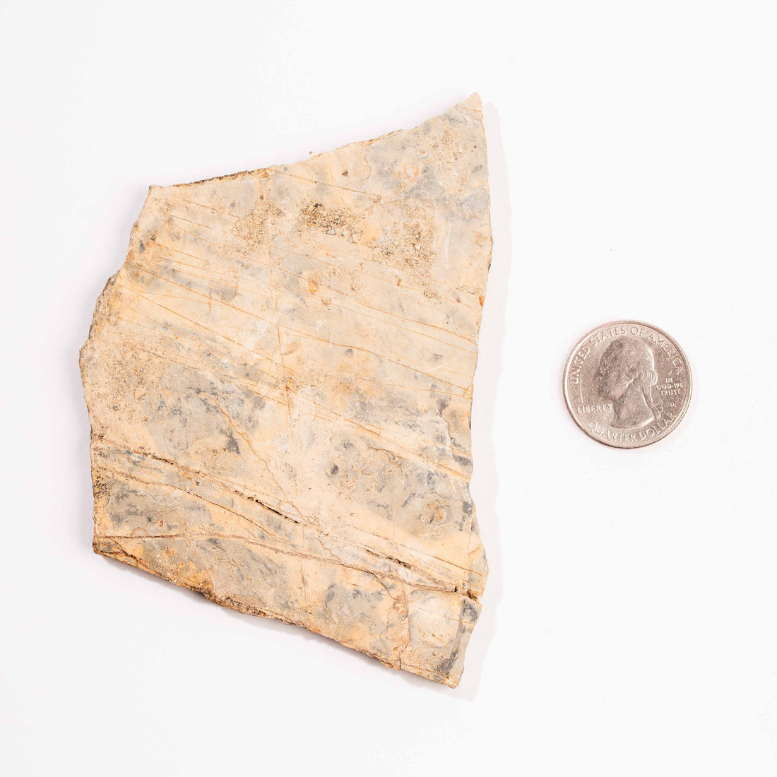 Slaty Shale Record - Earth Love Gallery Collection