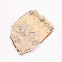 Slaty Shale Record - Earth Love Gallery Collection