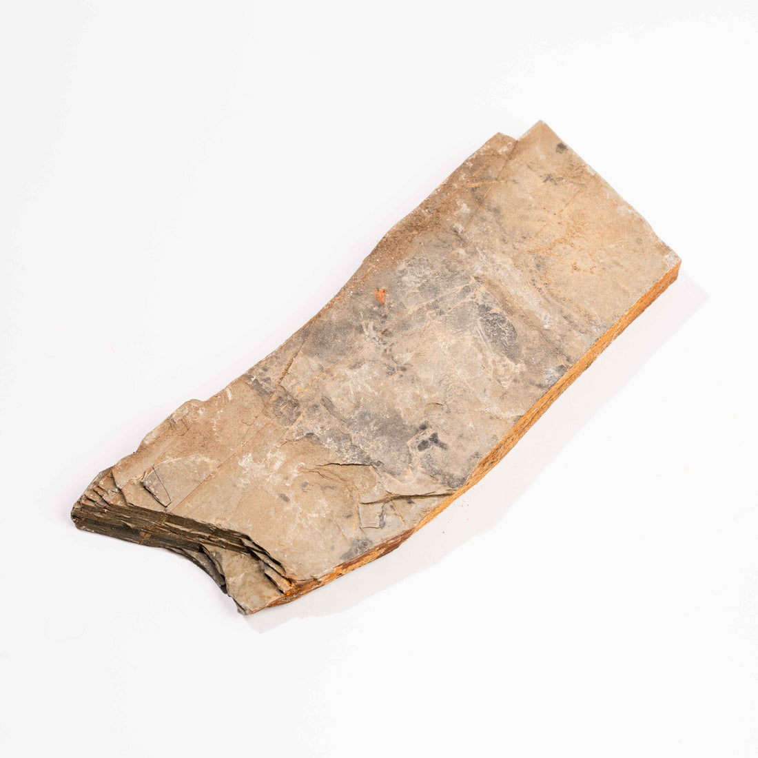 Slaty Shale Record - Earth Love Gallery Collection