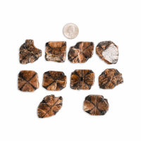 Chiastolite (Andalusite Cross)