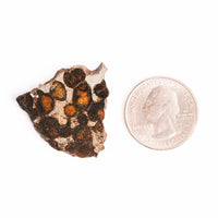 Sericho Pallasite Meteorite