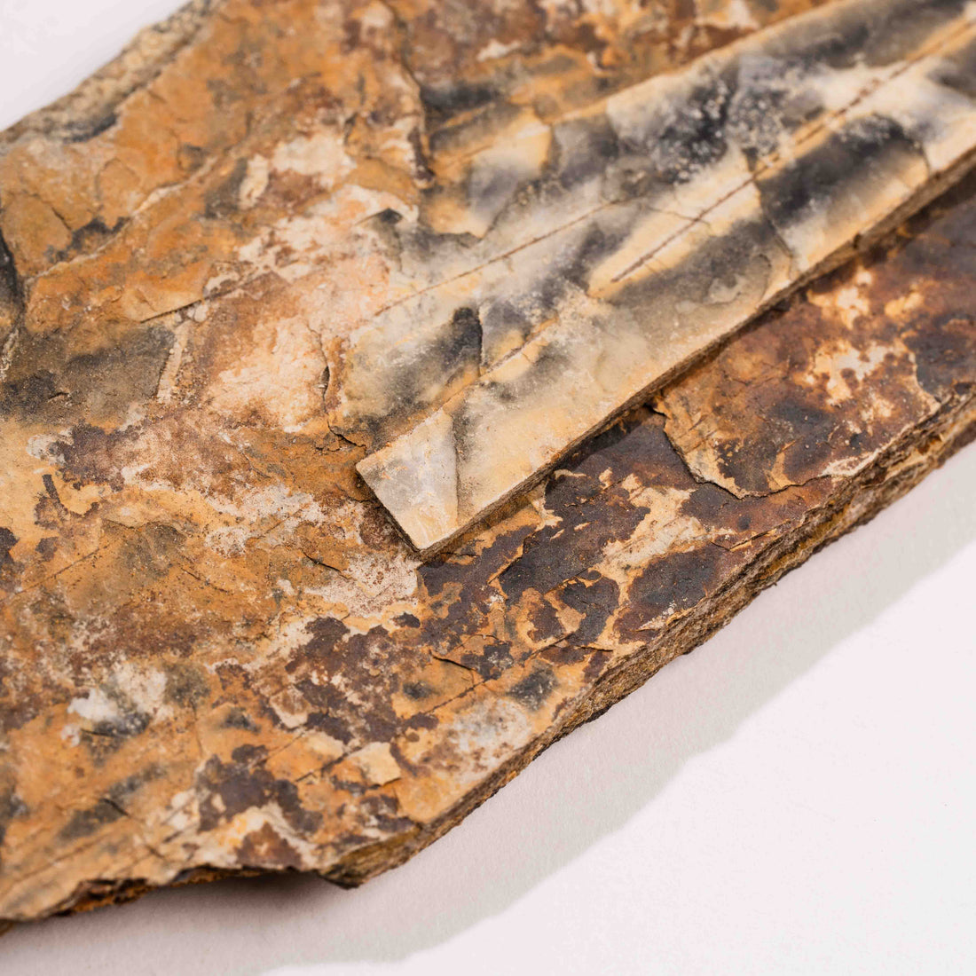 Slaty Shale Record - Earth Love Gallery Collection