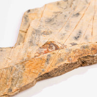 Slaty Shale Record - Earth Love Gallery Collection