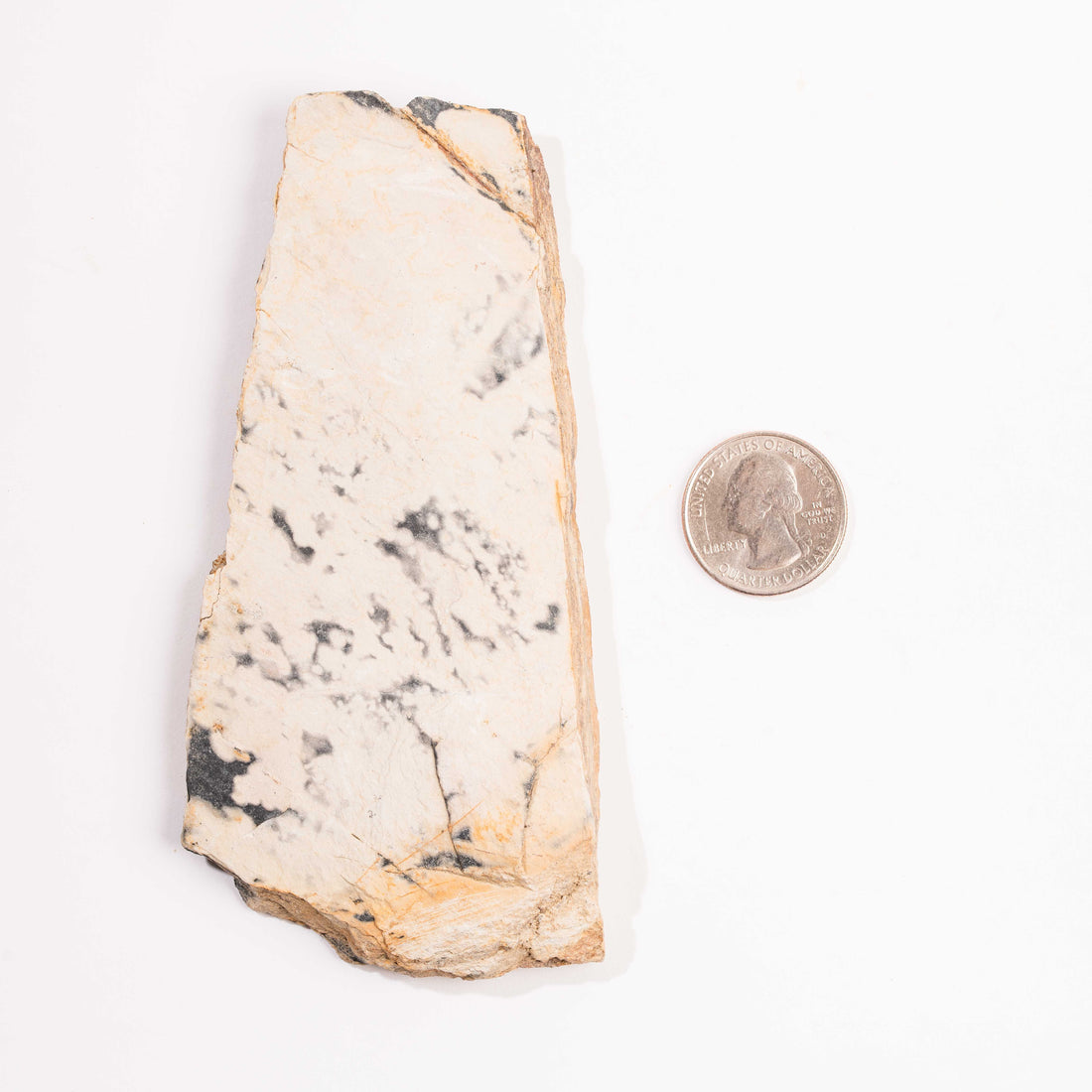 Slaty Shale Record - Earth Love Gallery Collection