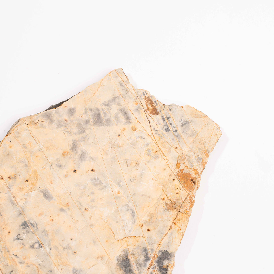 Slaty Shale Record - Earth Love Gallery Collection