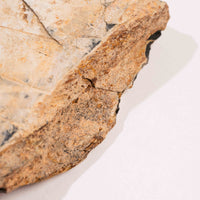 Slaty Shale Record - Earth Love Gallery Collection