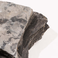 Slaty Shale Record - Earth Love Gallery Collection