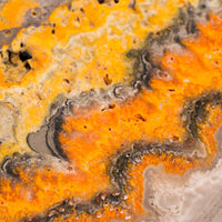 Bumble Bee Jasper - Slab, Large