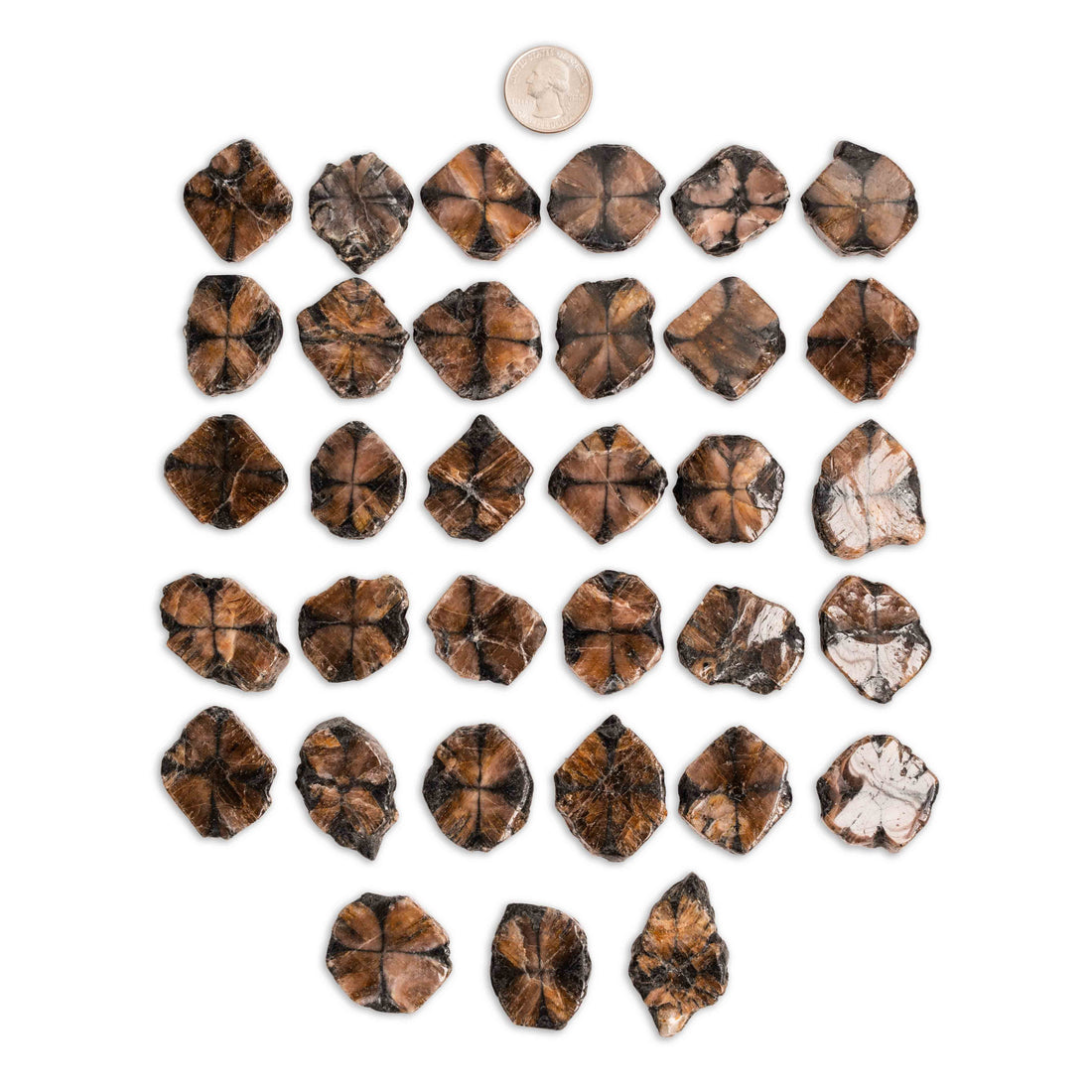 Chiastolite (Andalusite Cross)