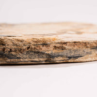 Slaty Shale Record - Earth Love Gallery Collection