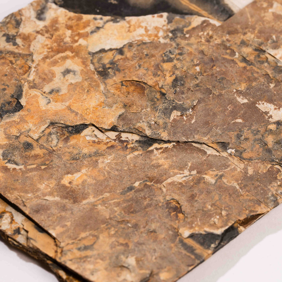 Slaty Shale Record - Earth Love Gallery Collection