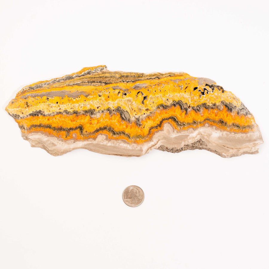 Bumble Bee Jasper - Slab, Large