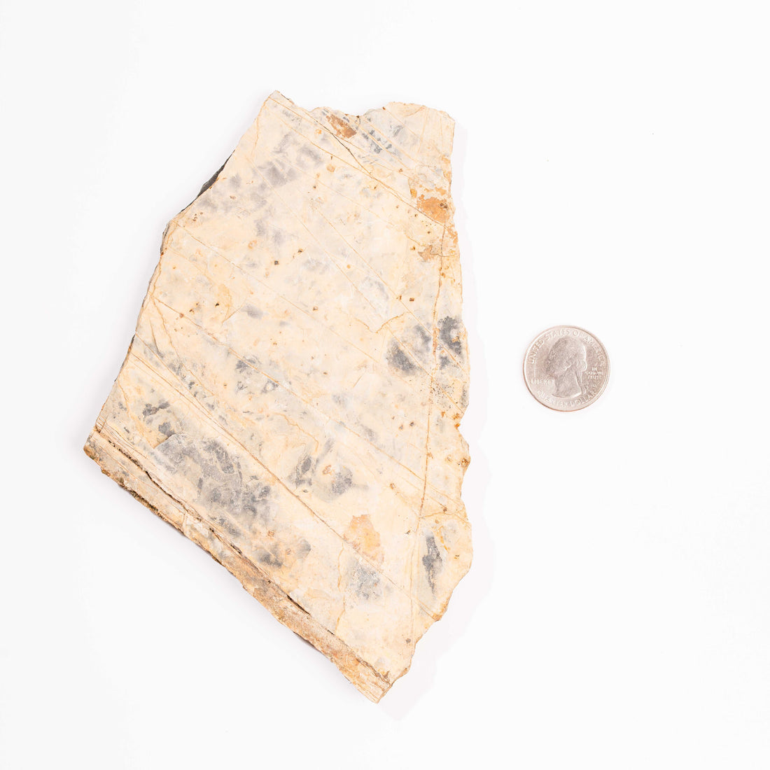 Slaty Shale Record - Earth Love Gallery Collection