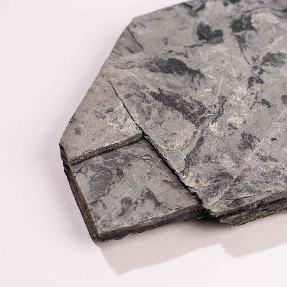 Slaty Shale Record - Earth Love Gallery Collection