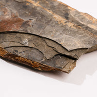 Slaty Shale Record - Earth Love Gallery Collection
