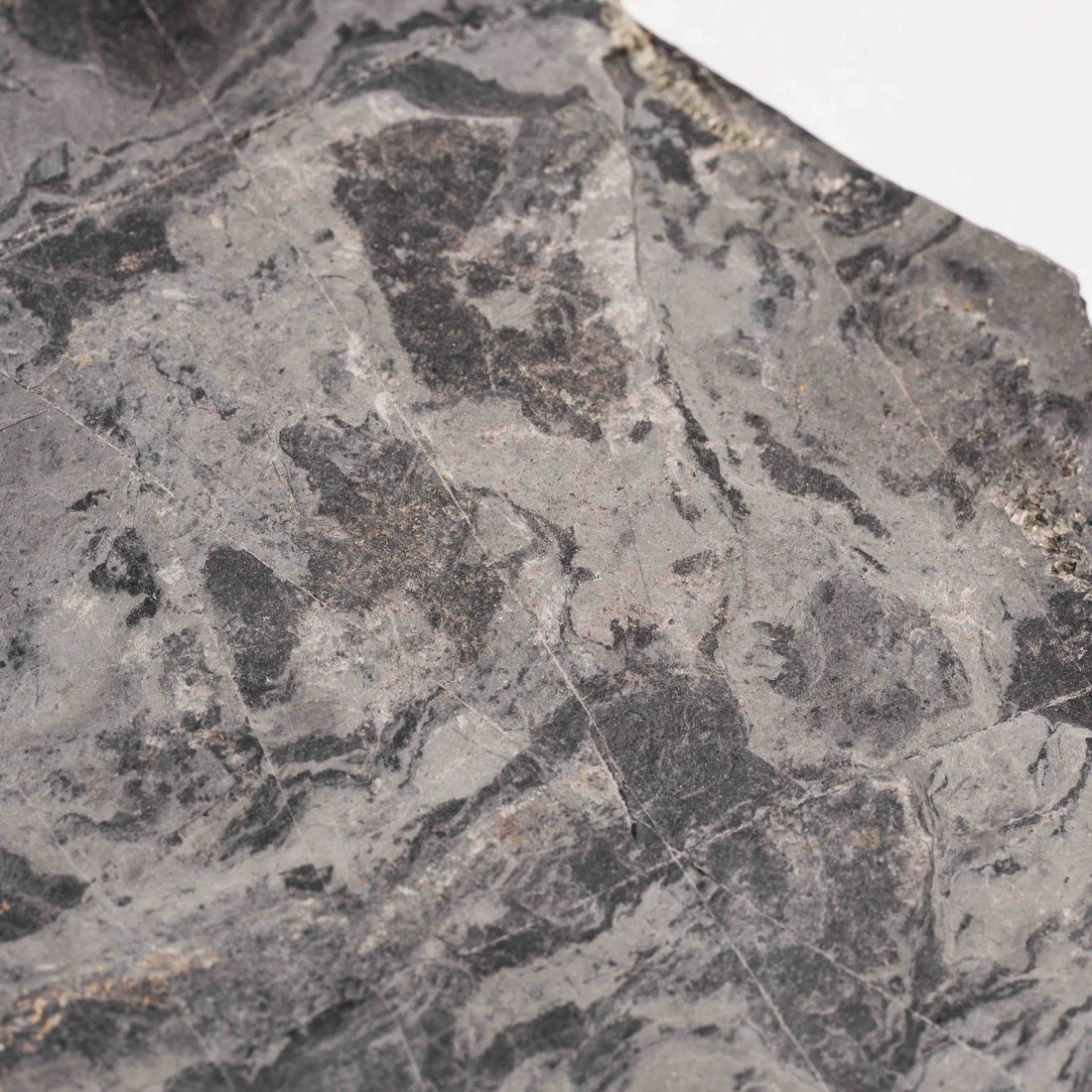 Slaty Shale Record - Earth Love Gallery Collection