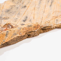 Slaty Shale Record - Earth Love Gallery Collection