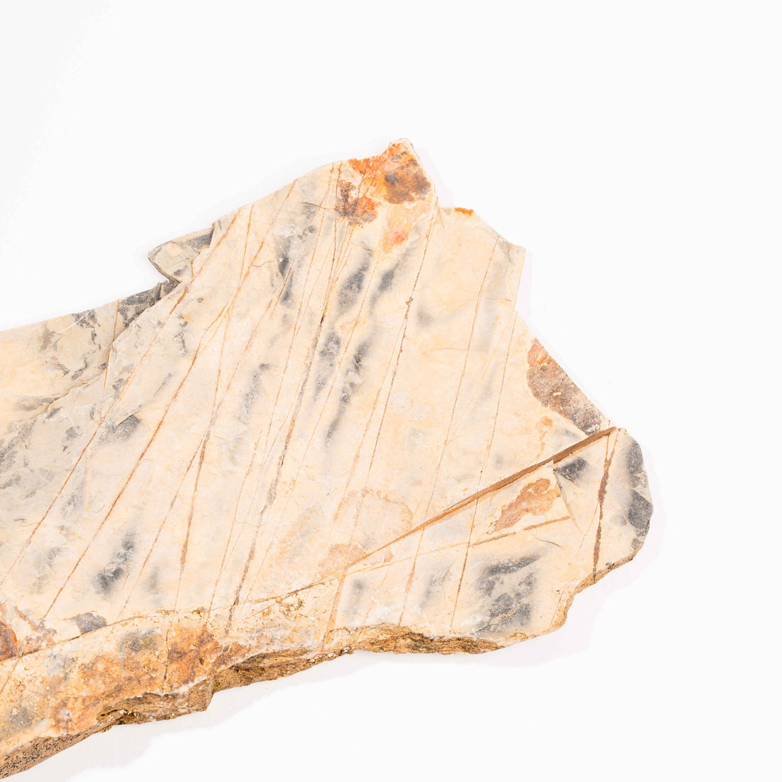 Slaty Shale Record - Earth Love Gallery Collection