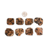 Chiastolite (Andalusite Cross)