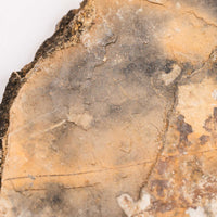 Slaty Shale Record - Earth Love Gallery Collection