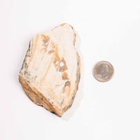 Slaty Shale Record - Earth Love Gallery Collection