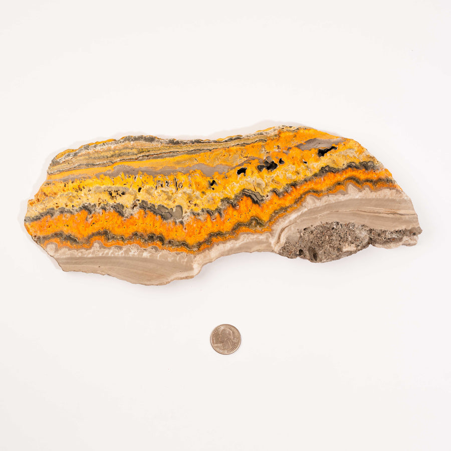 Bumble Bee Jasper - Slab, Large