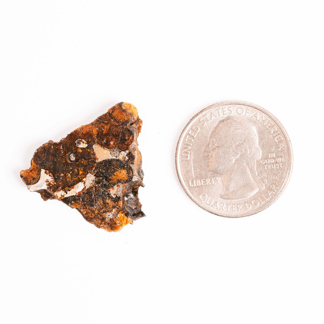 Sericho Pallasite Meteorite - Small