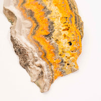 Bumble Bee Jasper - Slab, Large