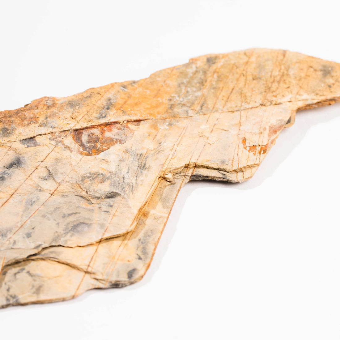 Slaty Shale Record - Earth Love Gallery Collection